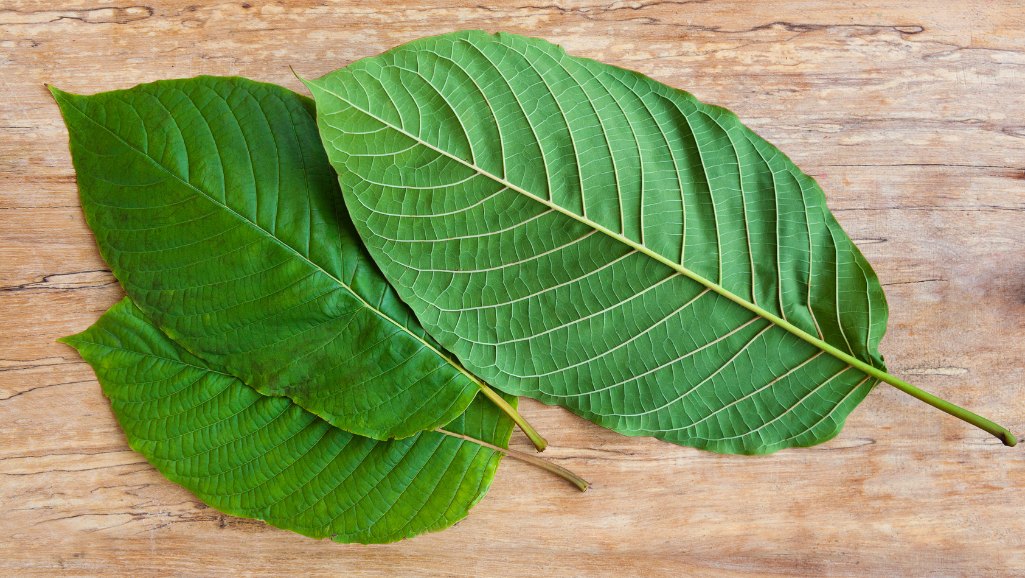 kratom sorten wirkung